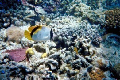 Great Barrier Reef has suffered severe decline in condition