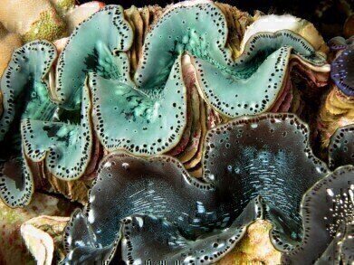 Giant Clam Shells Inspire Solar Power Scientists