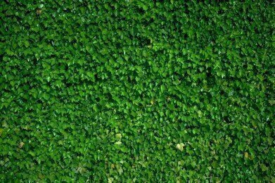 The Green Wall — Building to Reduce Environmental Pollution