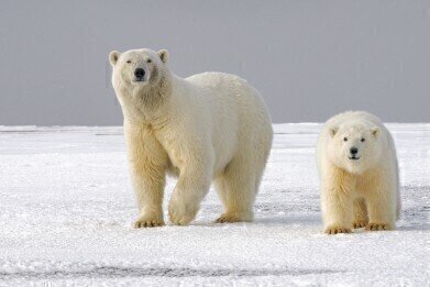 Will Pollution Drive Polar Bears to Extinction?