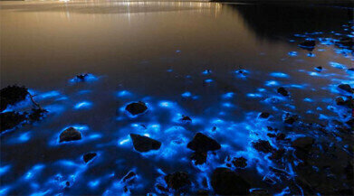 Why Is Hong Kong's Shoreline Fluorescent Blue?
