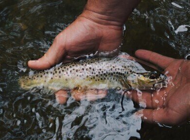 Brown Trout Genetic Diversity Affected by the Mining Industry
