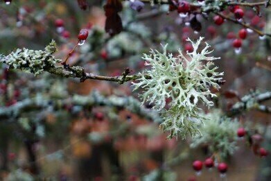 Why Are Lichens a Warning Sign of Climate Change?