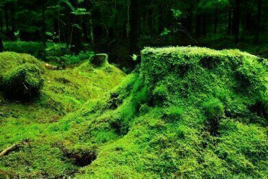 Can Moss Reduce Air Pollution Levels?