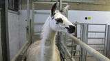 Could Llama Antibodies Provide a Global Resource for Covid-19 treatment?