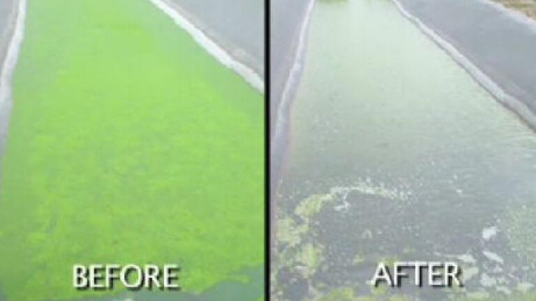 Ultrasonic algae control system