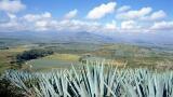 Agave-Derived Biofuels Show Favourable Energy Balance and Avoid Competition with Food Production and Biodiversity
