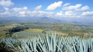 Agave-Derived Biofuels Show Favourable Energy Balance and Avoid Competition with Food Production and Biodiversity