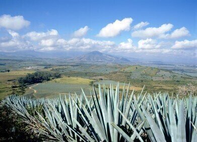Agave-Derived Biofuels Show Favourable Energy Balance and Avoid Competition with Food Production and Biodiversity
