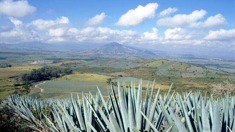 Agave-Derived Biofuels Show Favourable Energy Balance and Avoid Competition with Food Production and Biodiversity