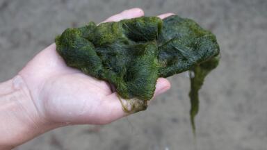 No Algae Cultivation Without Gas Technology