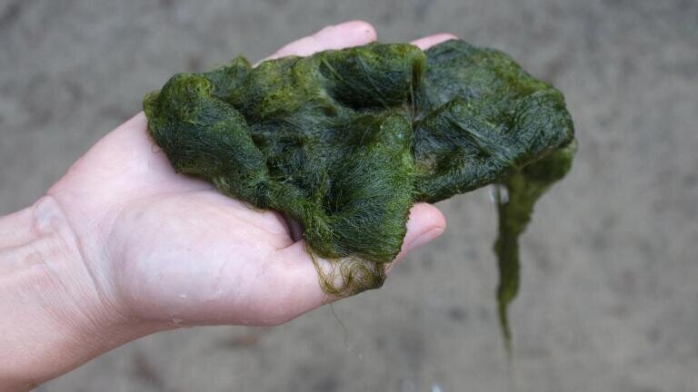 No Algae Cultivation Without Gas Technology
