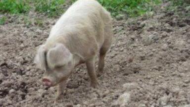 UK Soil Association laments pig farm plans