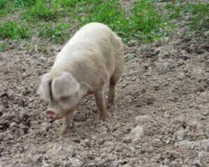 UK Soil Association laments pig farm plans