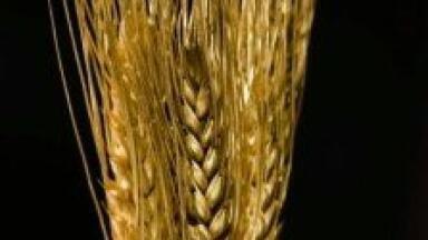 Intercontinental crop losses caused by pollution