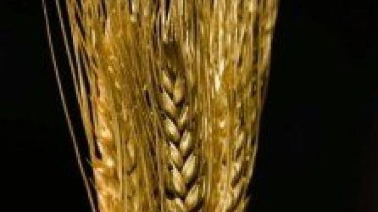 Intercontinental crop losses caused by pollution