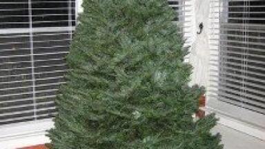 Food scraps and Christmas trees 'billion-dollar business'