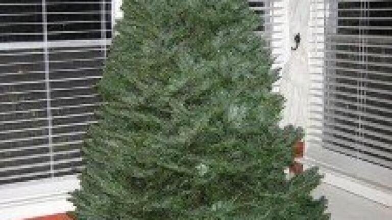 Food scraps and Christmas trees 'billion-dollar business'