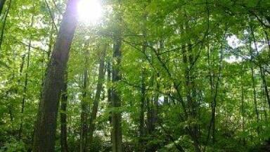 Scientists uncover nitrogen air pollution damages forest floors