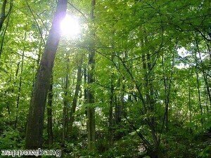 Scientists uncover nitrogen air pollution damages forest floors