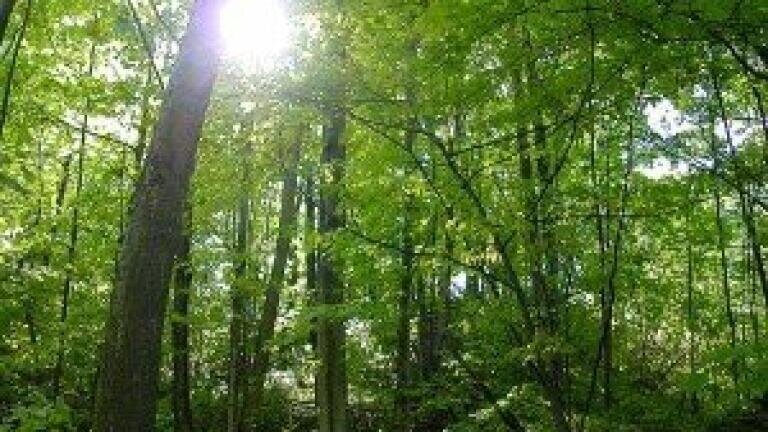 Scientists uncover nitrogen air pollution damages forest floors