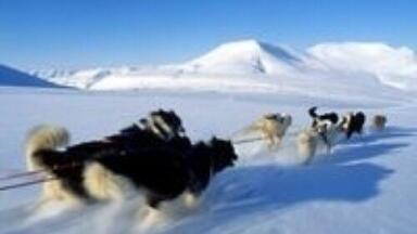 Climate change â€˜will result in green Arcticâ€™