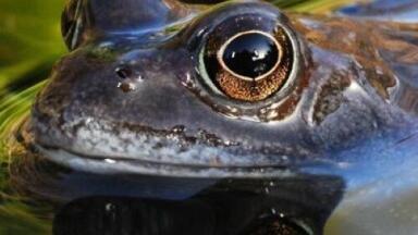Climate change could cause loss of plants and animals