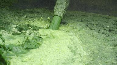 Pumps Bring New Lease of Life to Mass of ‘Waste’ Tomato Leaves
