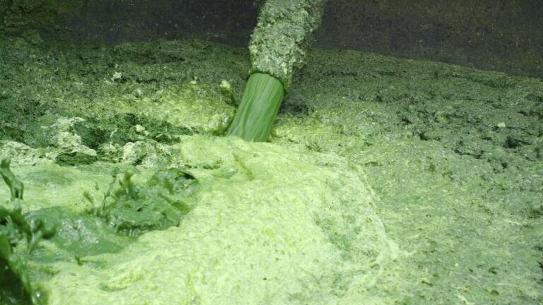 Pumps Bring New Lease of Life to Mass of ‘Waste’ Tomato Leaves