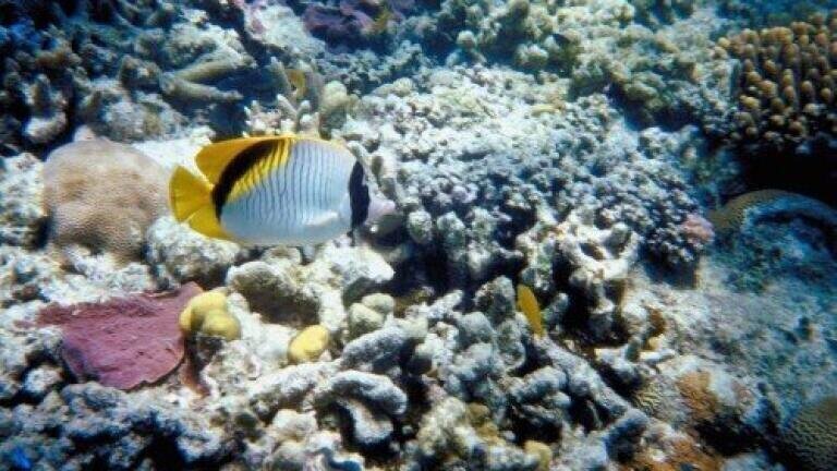 Great Barrier Reef has suffered severe decline in condition