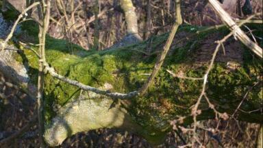 Trees closing in on 'carbon saturation point'