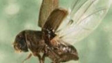 Climate change is increasing crop pest movements