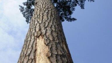 Pine trees 'help abate climate change'