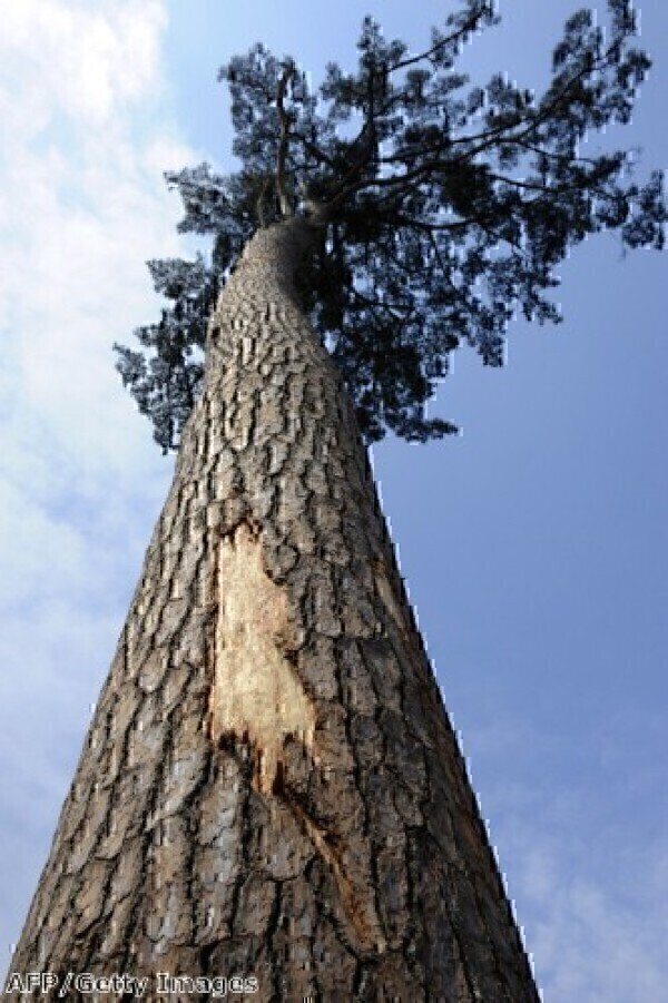 Pine trees 'help abate climate change' Pollution Solutions Online
