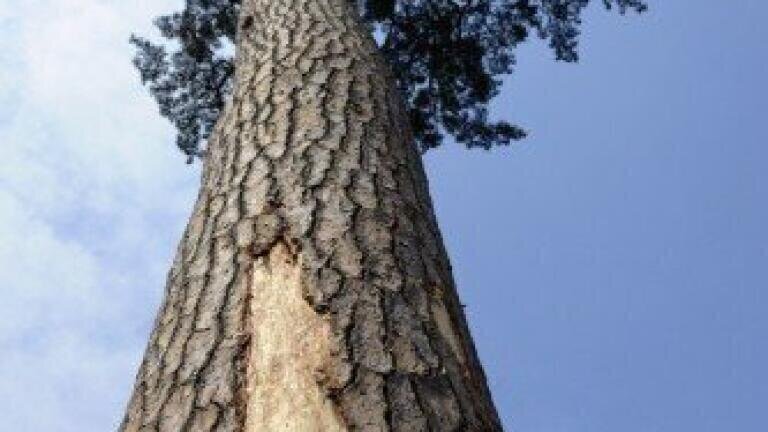 Pine trees 'help abate climate change'