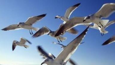 RSPB issues wildlife climate change warning