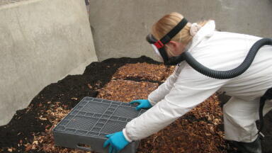 Funghi Clean Up Oil Polluted Soil