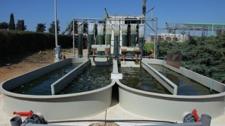 Innovative Algae-Based Technology for Wastewater Purification and Renewable Energy Production