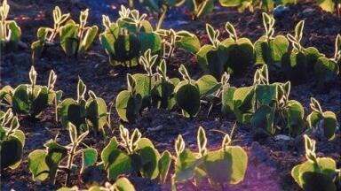 MPs warn of UK climate change food shortages