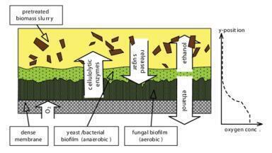 New Technique could help to Lower Cost of Next-Generation Biofuels