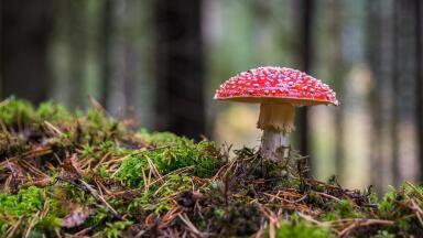 An Introduction to Bioremediation