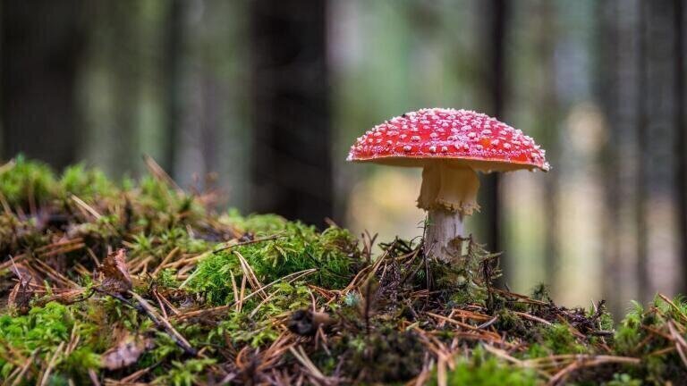 An Introduction to Bioremediation