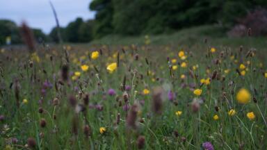 A Diverse Look at Biodiversity