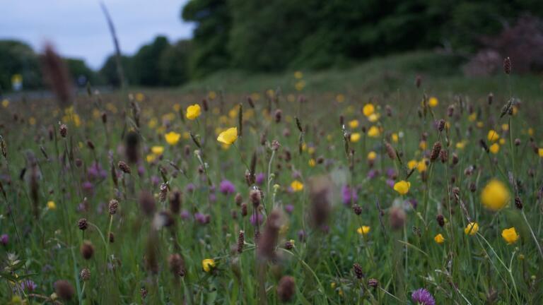 A Diverse Look at Biodiversity