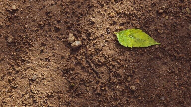 5 Incredible Ways to Clean Soil
