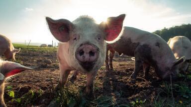 How Much Does Biogas Cost to Make?