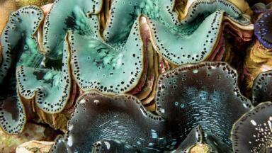 Giant Clam Shells Inspire Solar Power Scientists