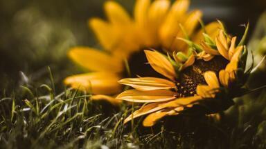 Plants vs Solar Panels – Which Collects More Solar Energy?