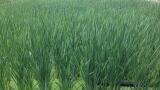 Wetland Technology– A First for Welsh Water