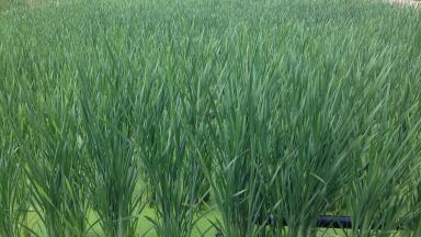 Wetland Technology– A First for Welsh Water